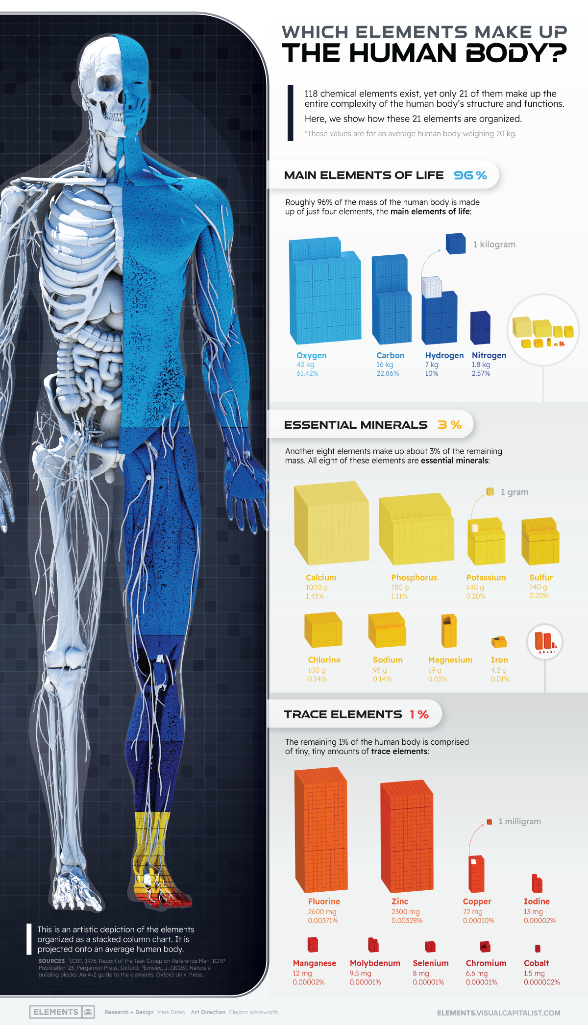 Elements that make up the human body infographic